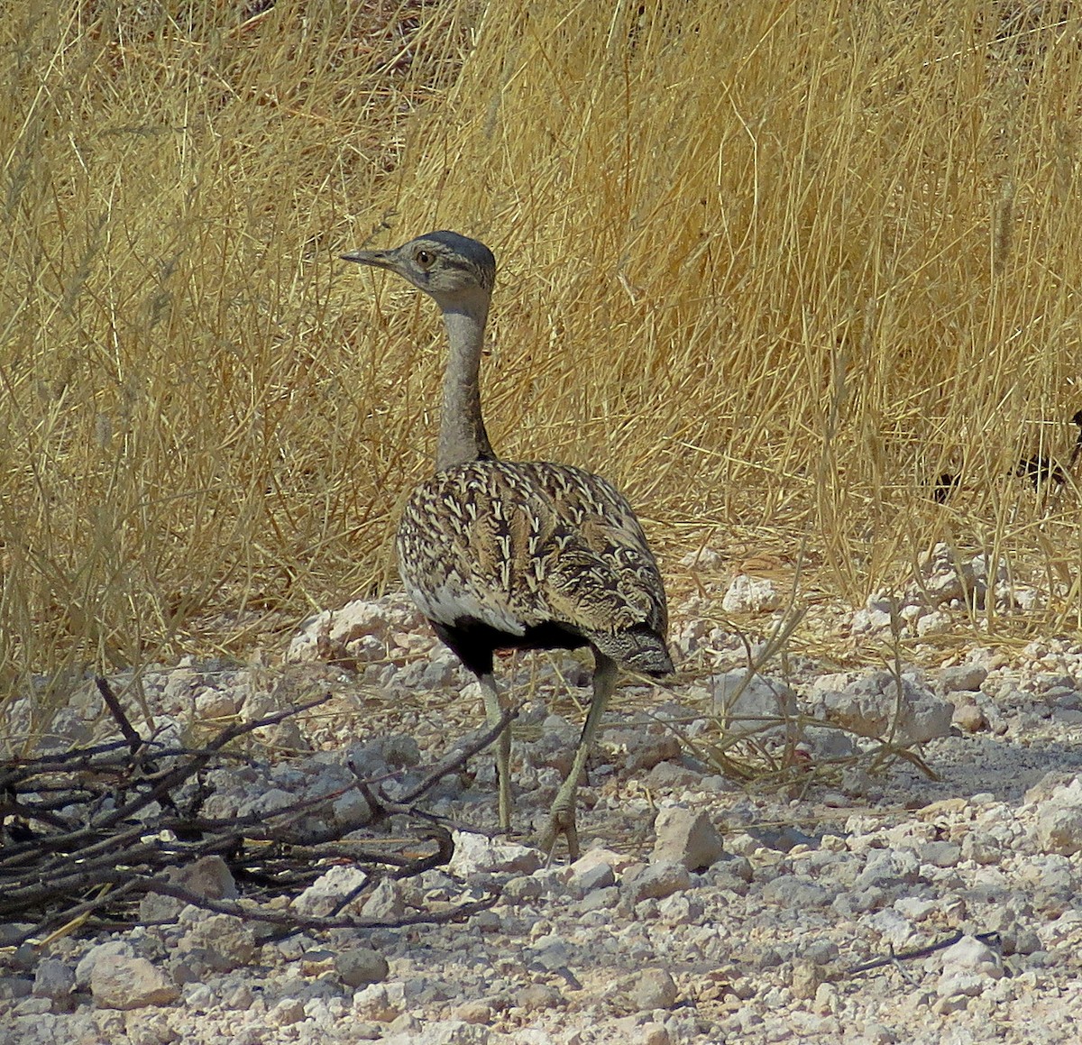 Red-crested Bustard - ML483611761