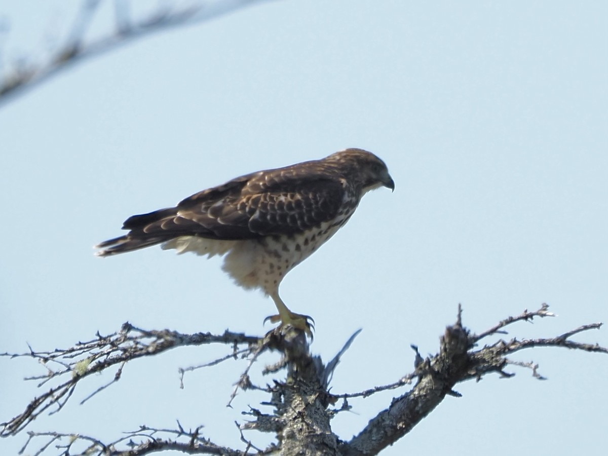 Broad-winged Hawk - ML483612421