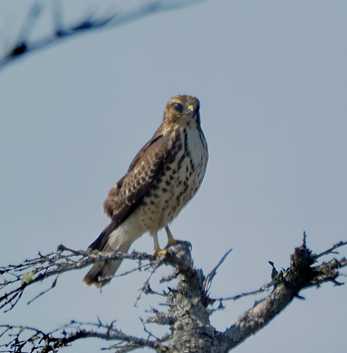 Broad-winged Hawk - ML483612431