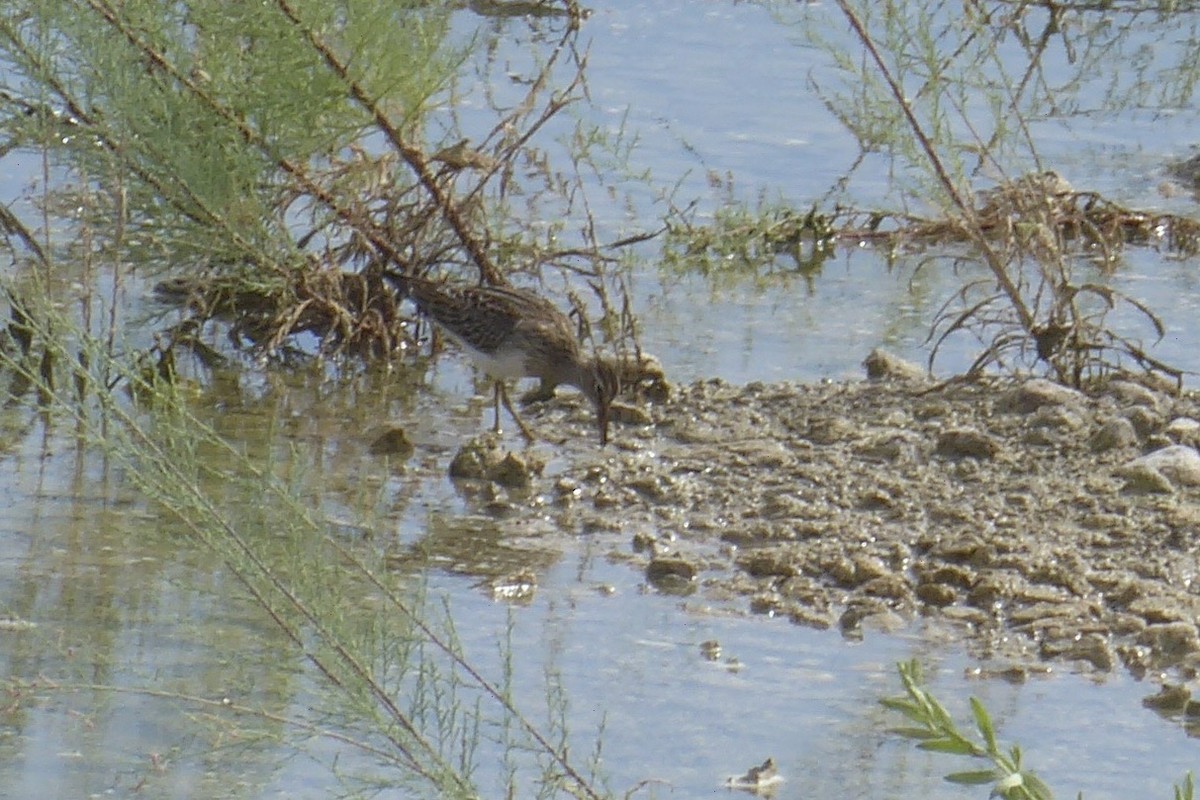 Bécasseau à poitrine cendrée - ML483612541