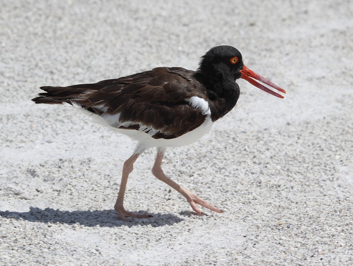 American Oystercatcher - ML483613031