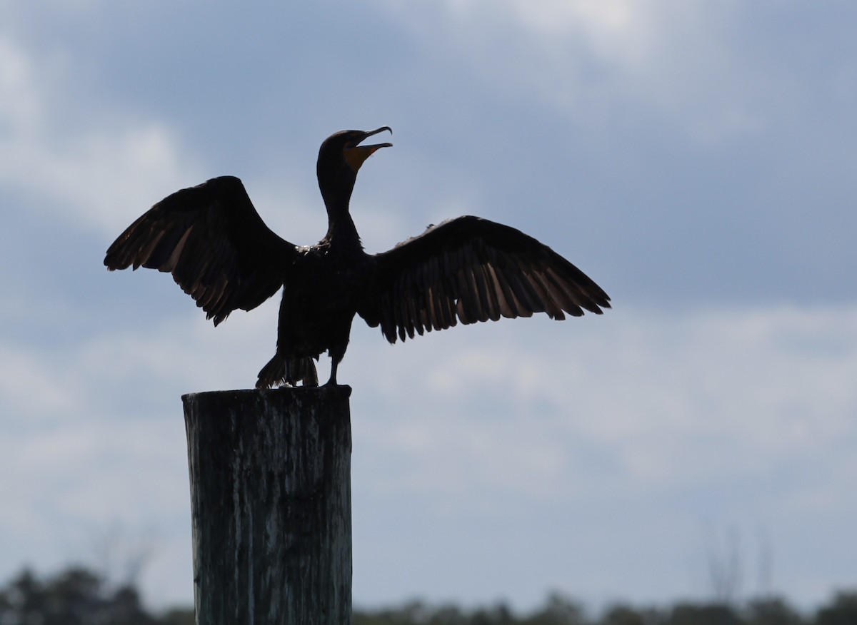 Double-crested Cormorant - ML483613151