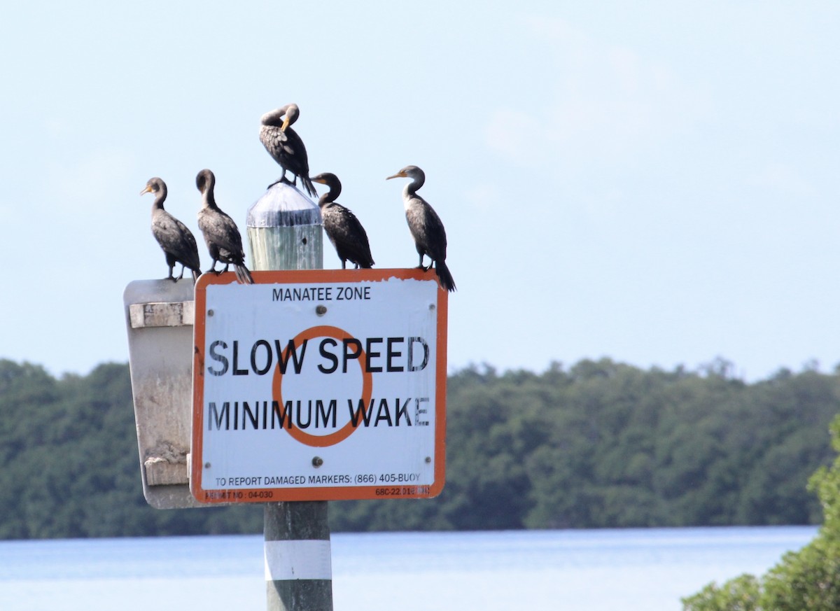 Double-crested Cormorant - ML483613161