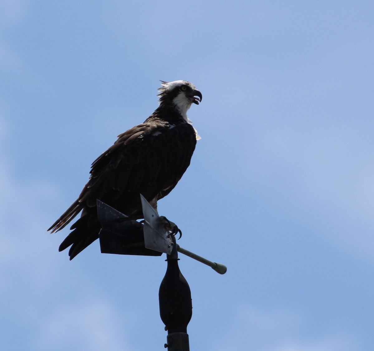 Osprey - ML483613271