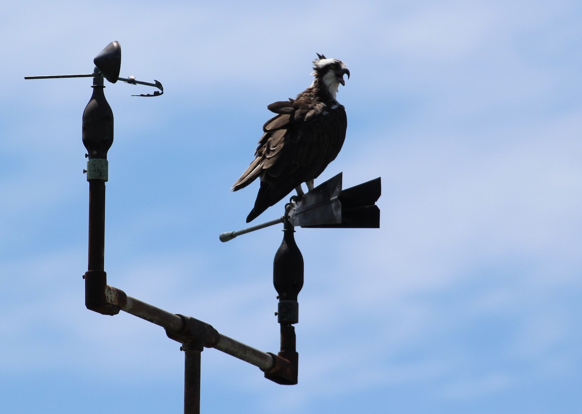 Osprey - ML483613281