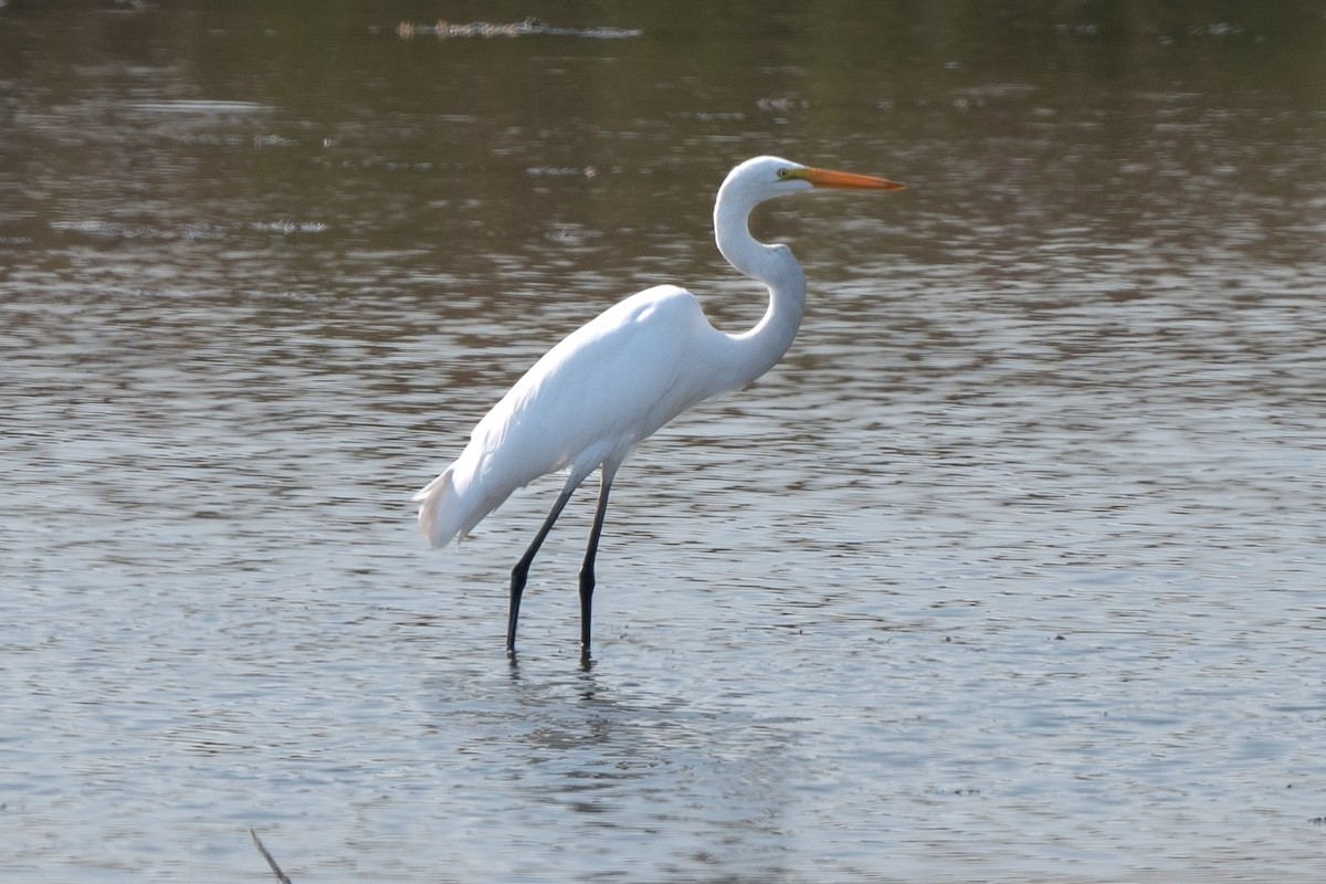 Цасч дэглий - ML483613411