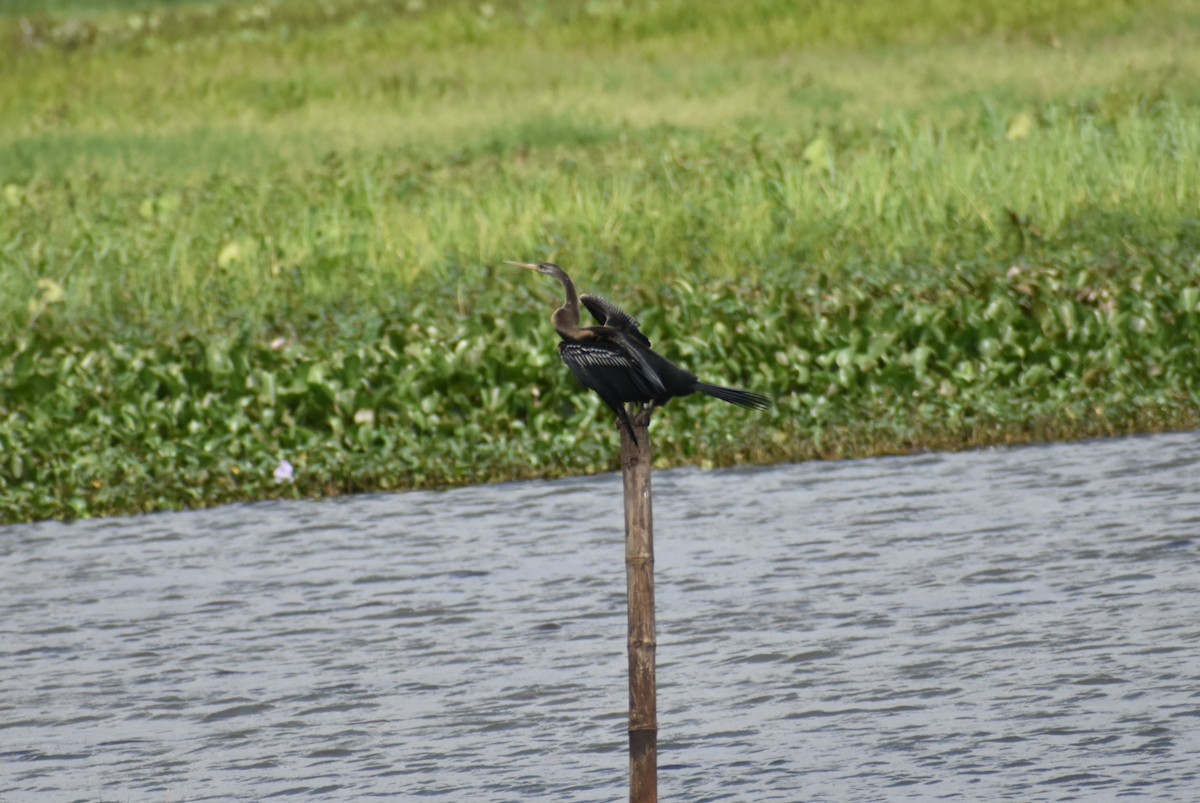 Oriental Darter - Anand Birdlife