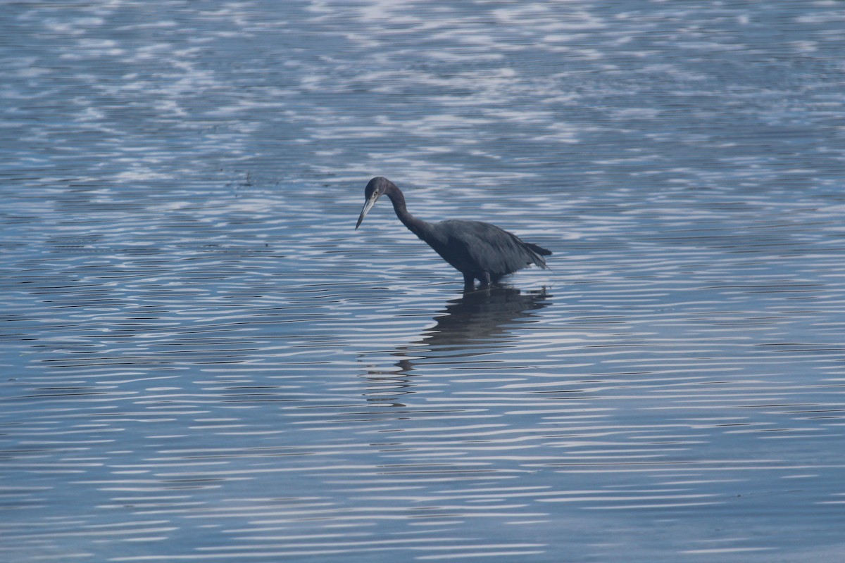 Little Blue Heron - ML483613651
