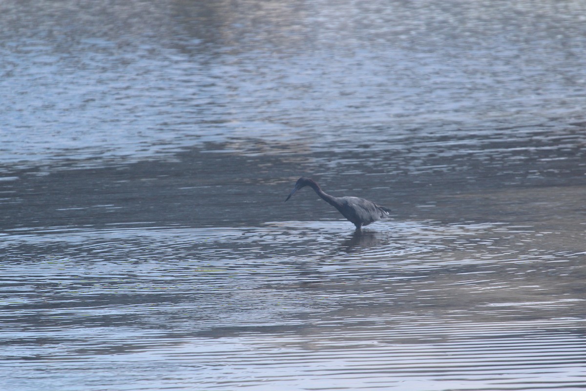 Little Blue Heron - ML483613661