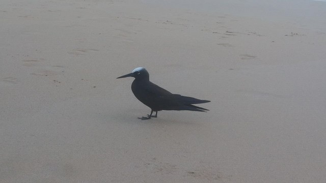 Black Noddy (minutus Group) - ML483613701