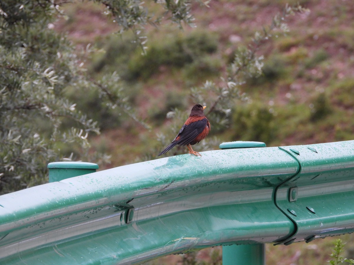 Chestnut Thrush - Zhuofei Lu