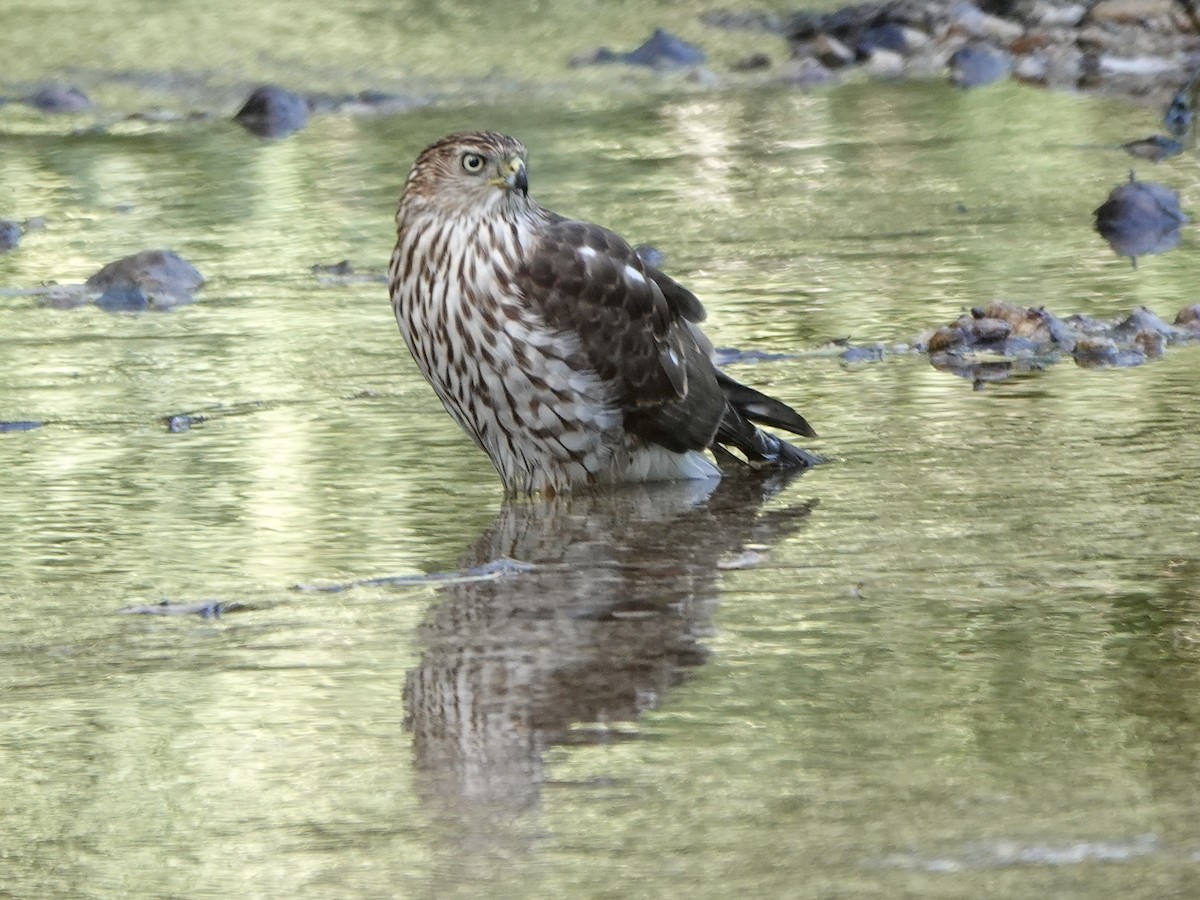 Cooper's Hawk - ML483613981