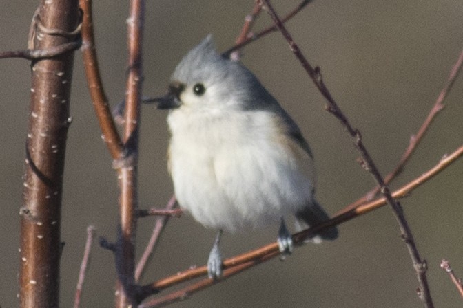 Tufted Titmouse - ML48361461