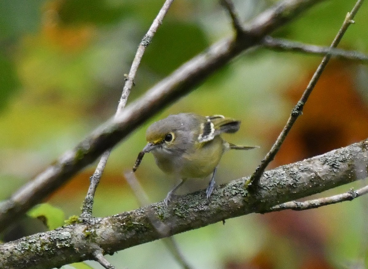 Ak Gözlü Vireo - ML483618821