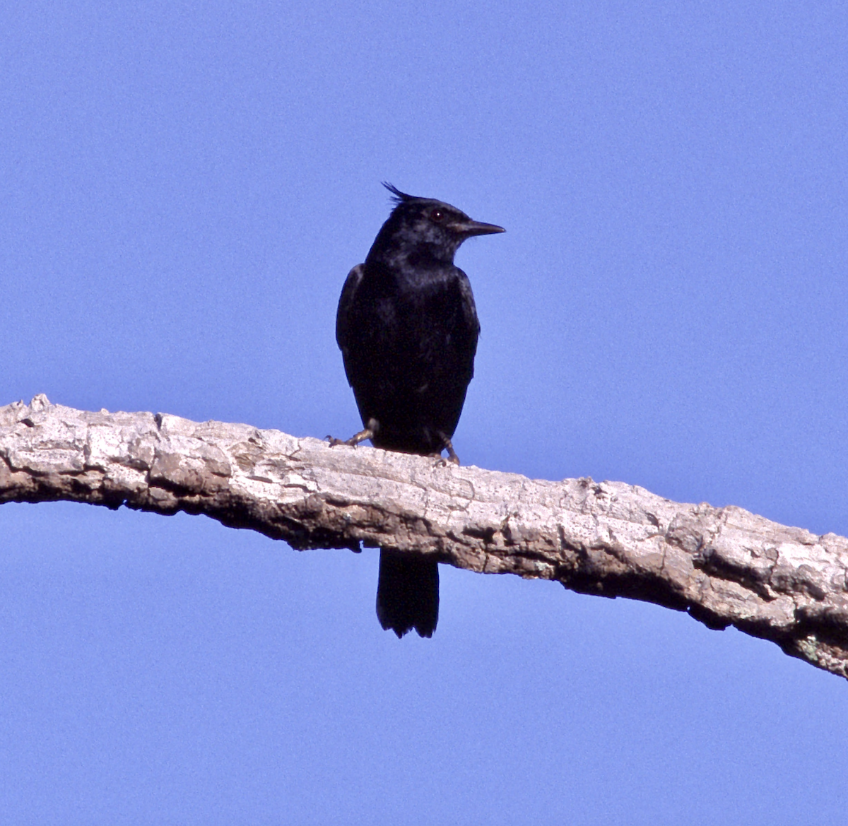 Crested Black-Tyrant - Joseph Tobias