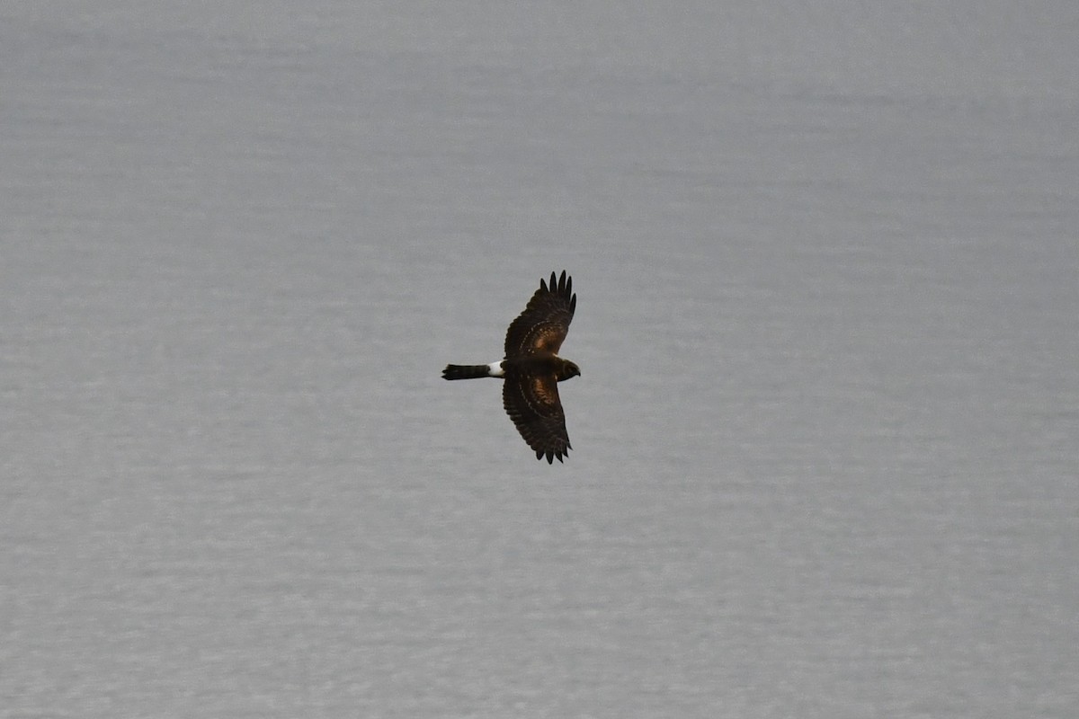 Northern Harrier - ML483619331
