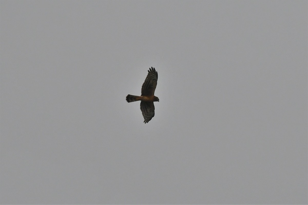 Northern Harrier - ML483619381