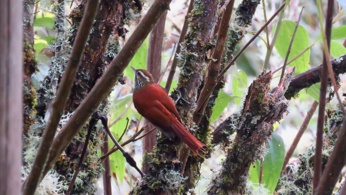 Pearled Treerunner - ML483619831