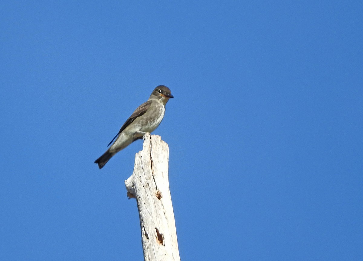 Olive-sided Flycatcher - Mary Brown