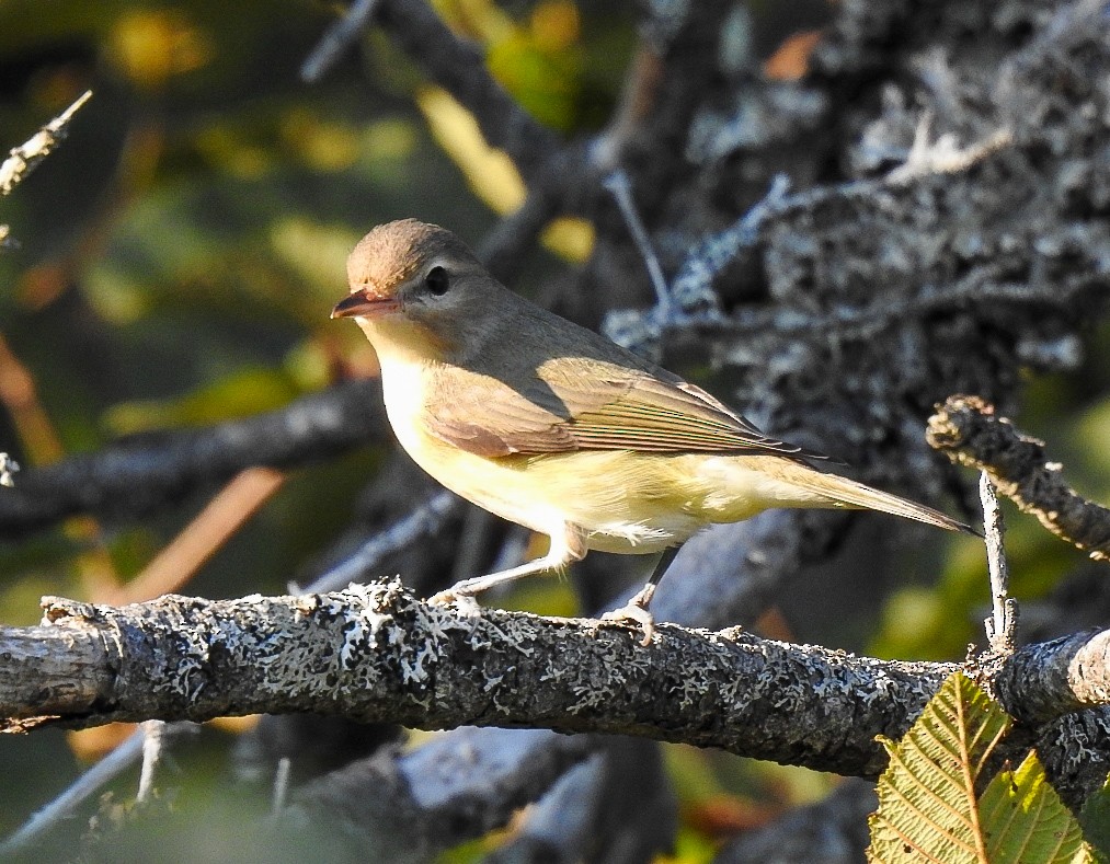 Vireo de Filadelfia - ML483619881