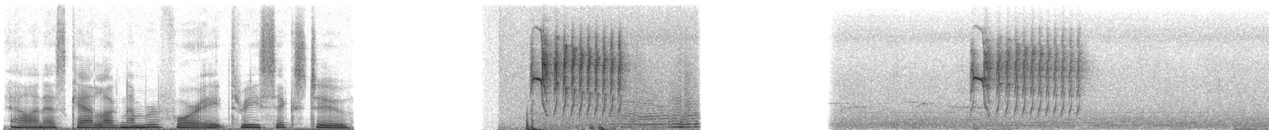 Ochre-rumped Antbird - ML48362