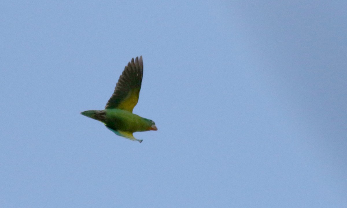 Orange-chinned Parakeet - Jay McGowan