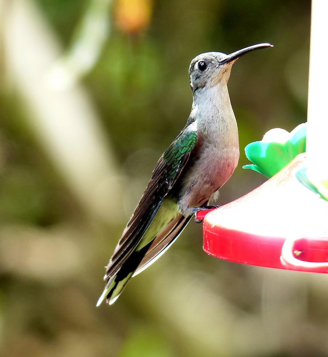 Gray-breasted Sabrewing - ML48362131