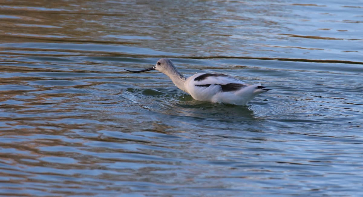 Avocette d'Amérique - ML483622001