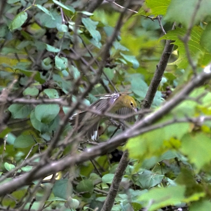 Bay-breasted Warbler - ML483622611