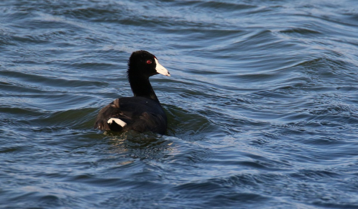 American Coot - Diane Eubanks