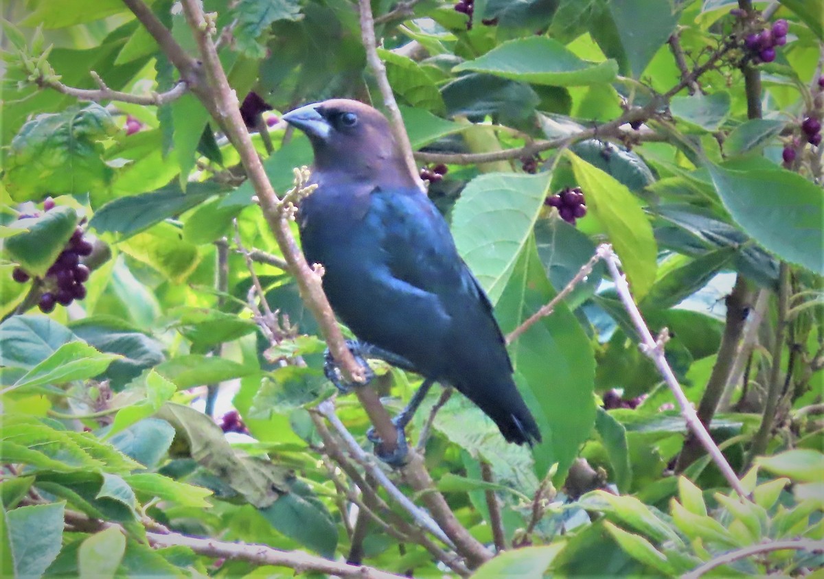 Brown-headed Cowbird - ML483622891