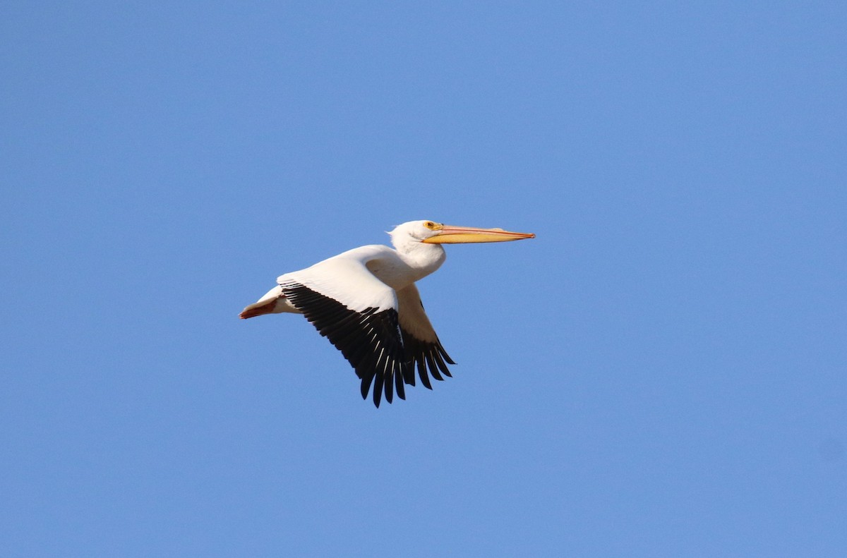 American White Pelican - ML483623341