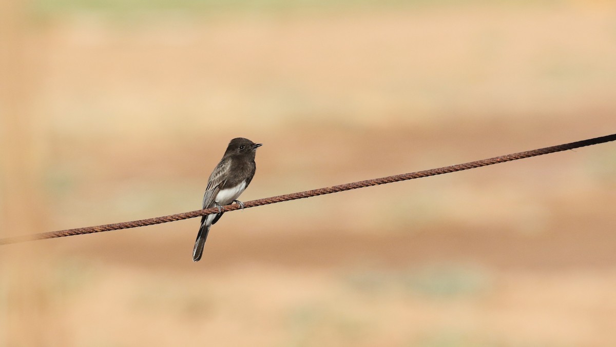 Black Phoebe - ML483623621