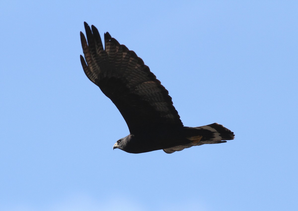 Zone-tailed Hawk - ML48362431