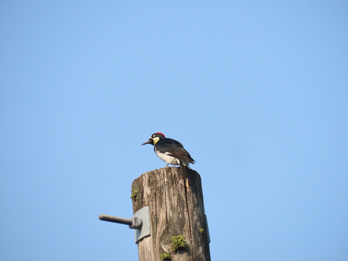 Acorn Woodpecker - ML483624371