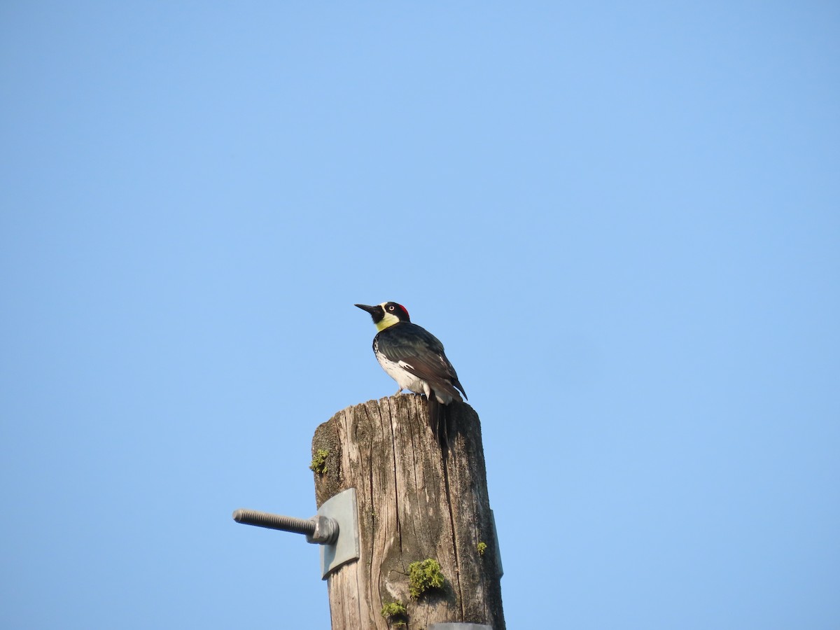 Acorn Woodpecker - ML483624381