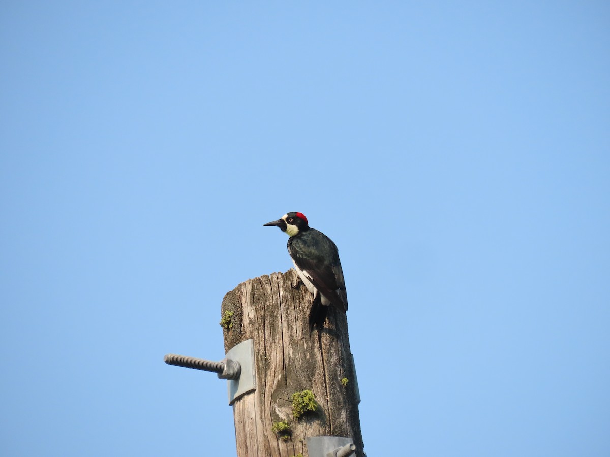 Acorn Woodpecker - ML483624391