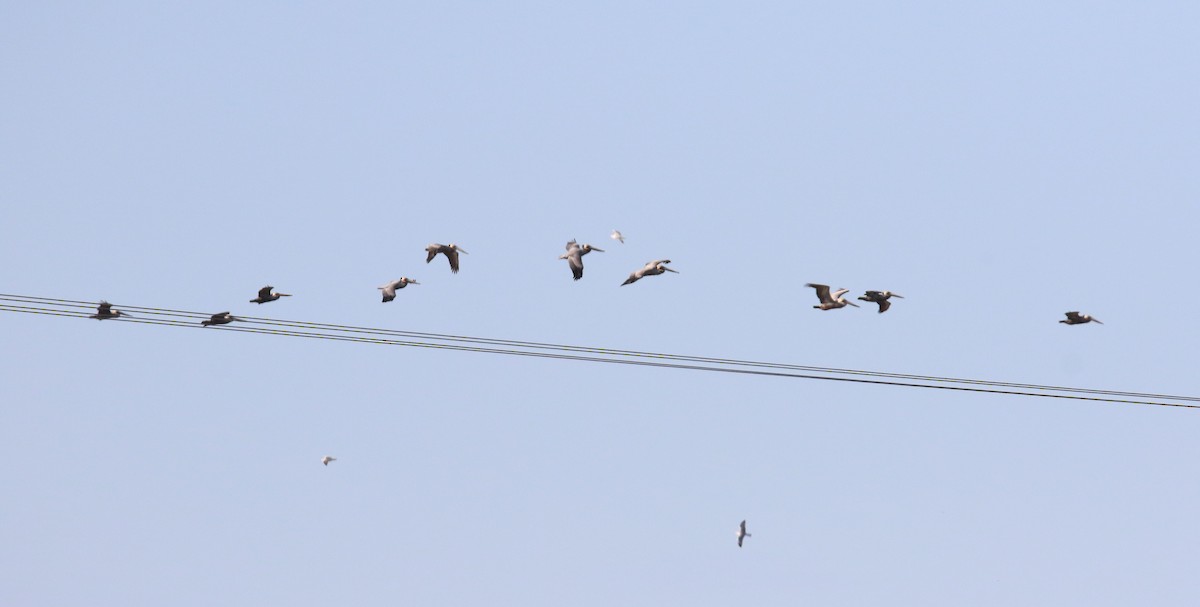 Brown Pelican - ML483624451