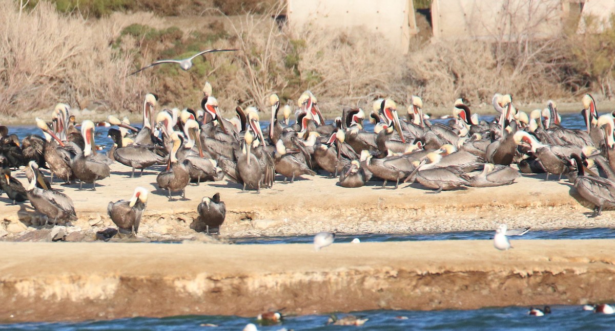 Brown Pelican - ML483624461