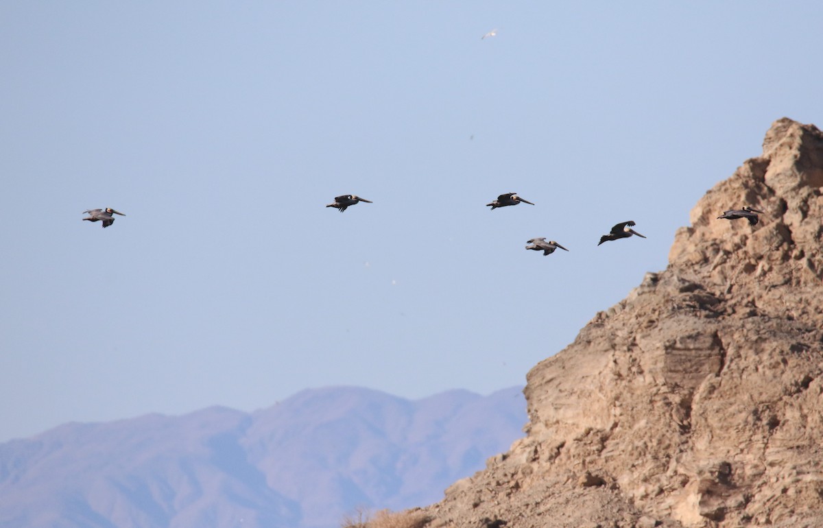 Brown Pelican - ML483624471