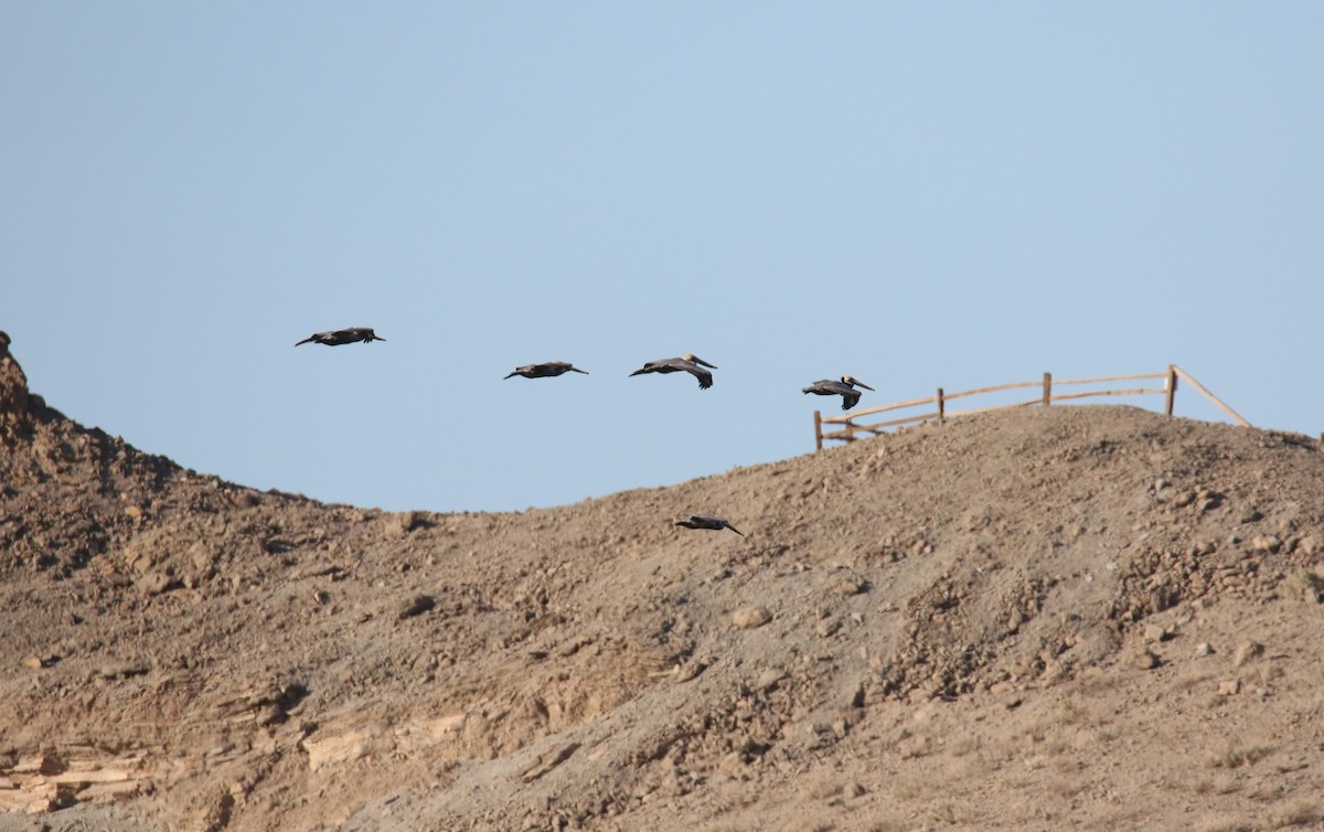 Brown Pelican - ML483624501