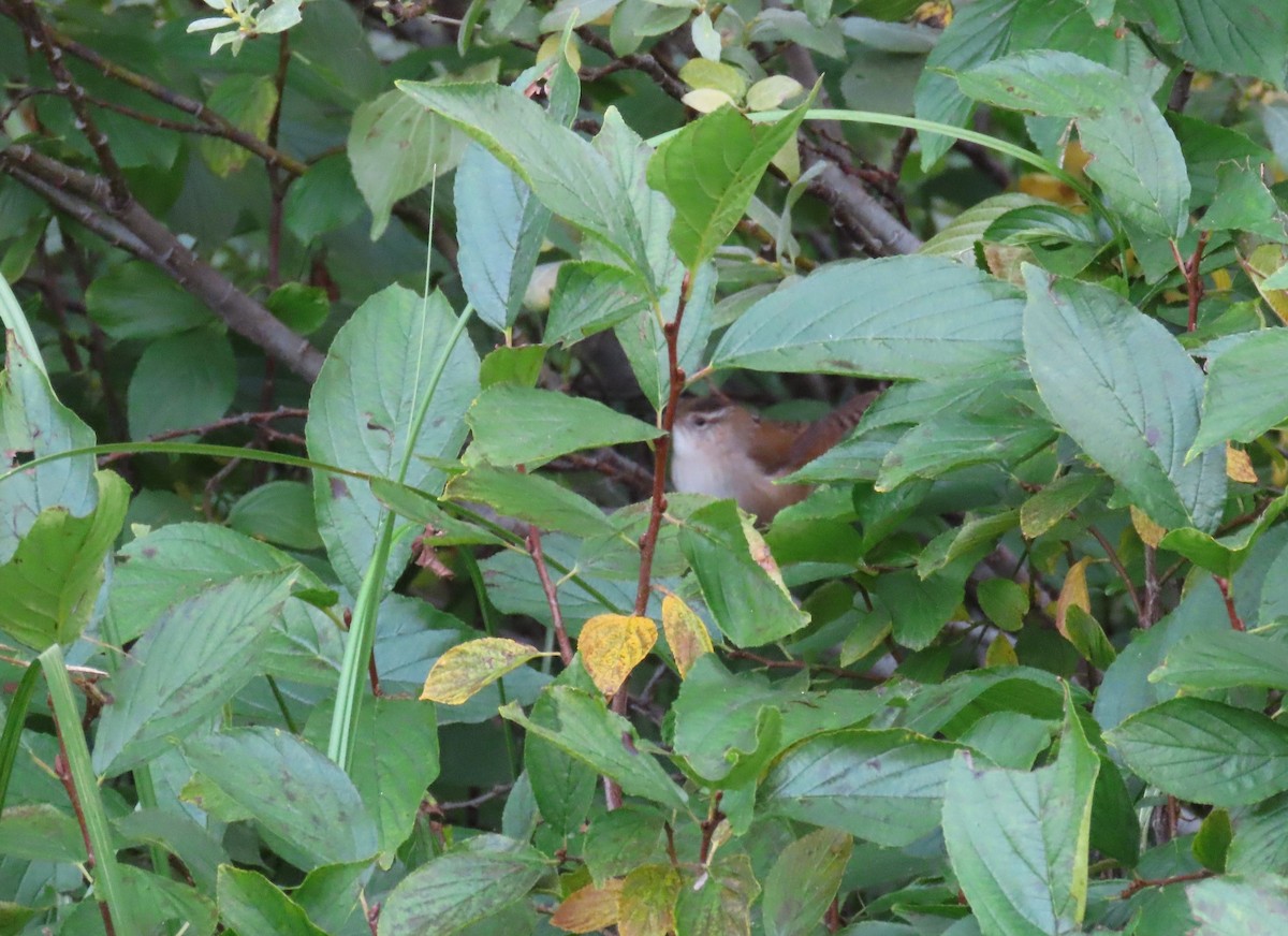 Marsh Wren - ML483625311