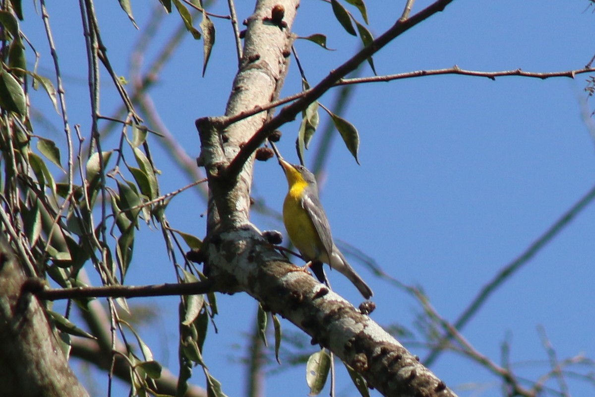 Tropical Parula - Rachel Cameron