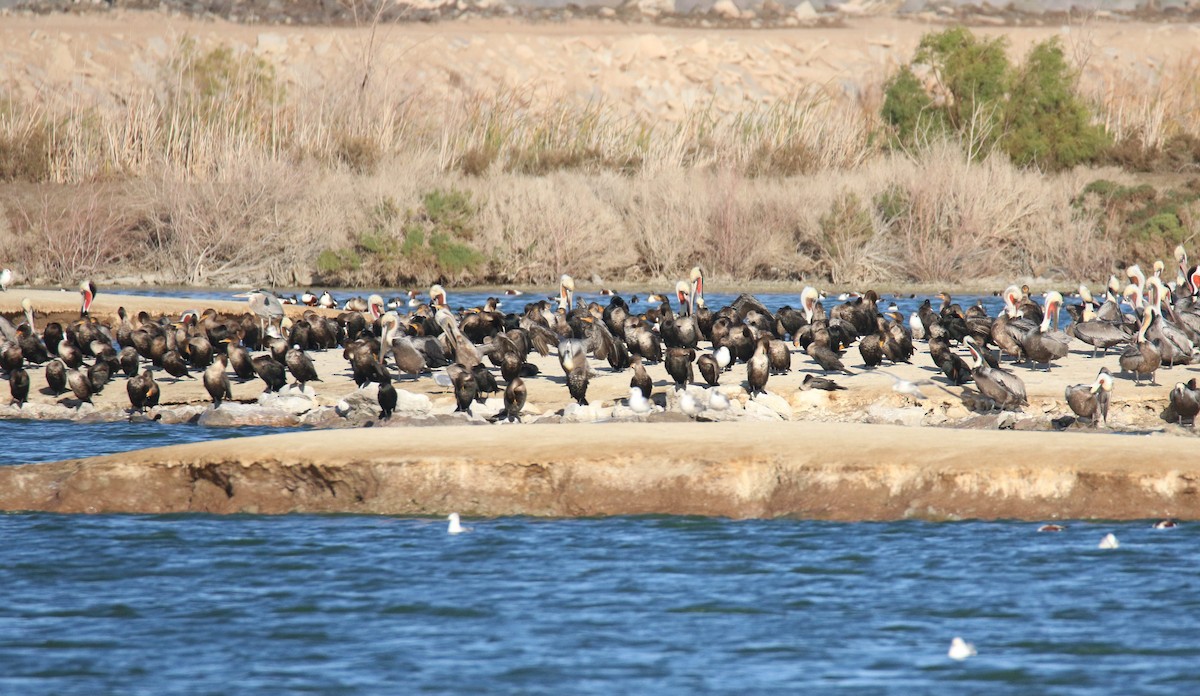 Cormoran à aigrettes - ML483626971