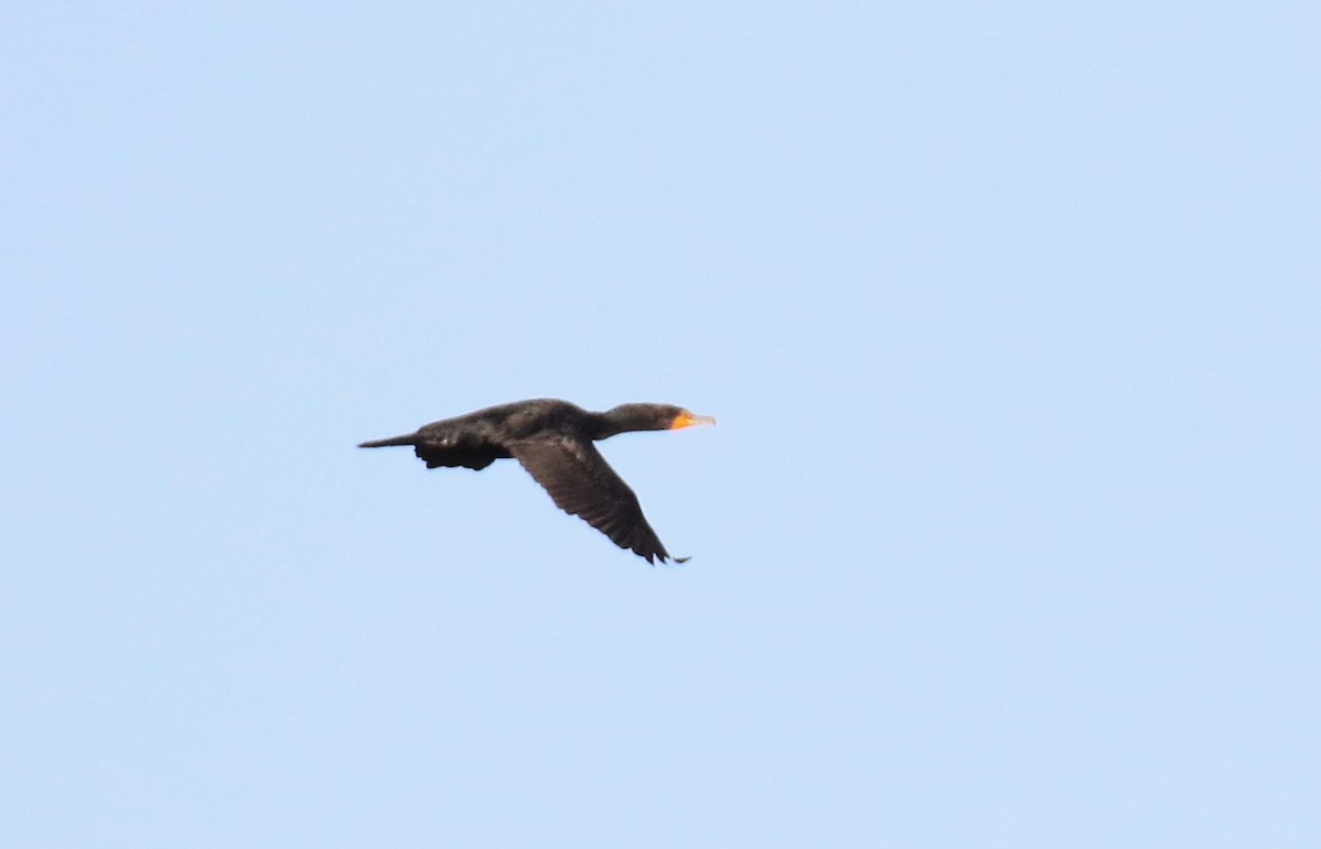 Double-crested Cormorant - ML483626981