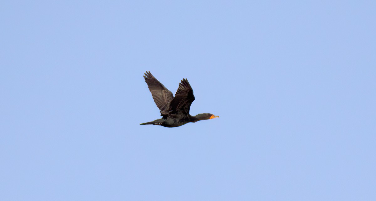 Double-crested Cormorant - Diane Eubanks