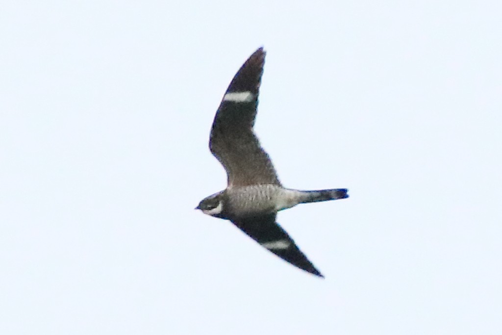 Common Nighthawk - ML483628091