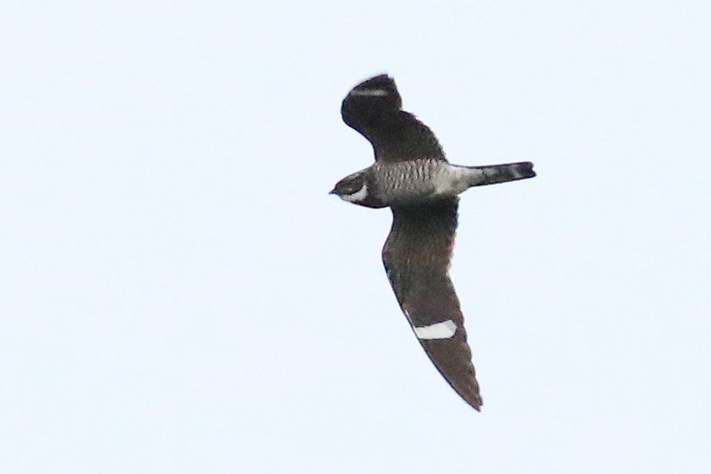 Common Nighthawk - ML483628101