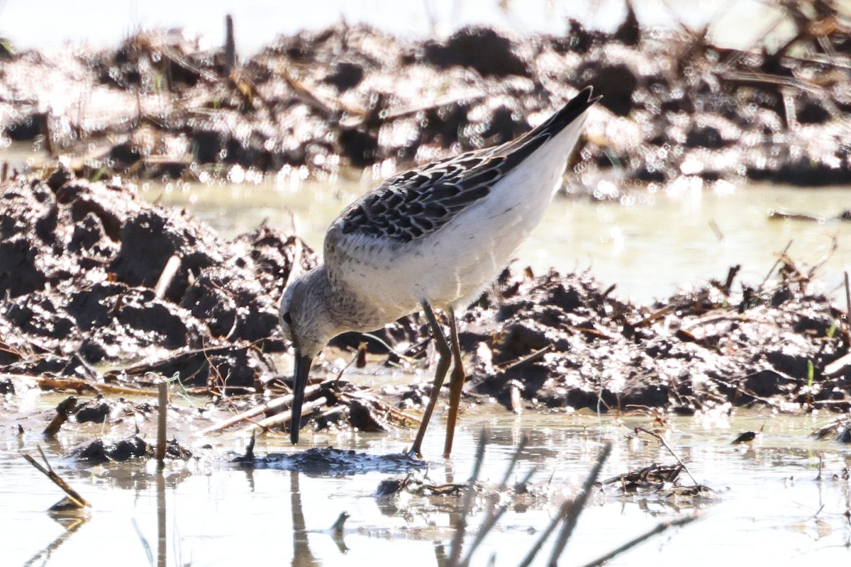 Stilt Sandpiper - Roi & Debbie Shannon