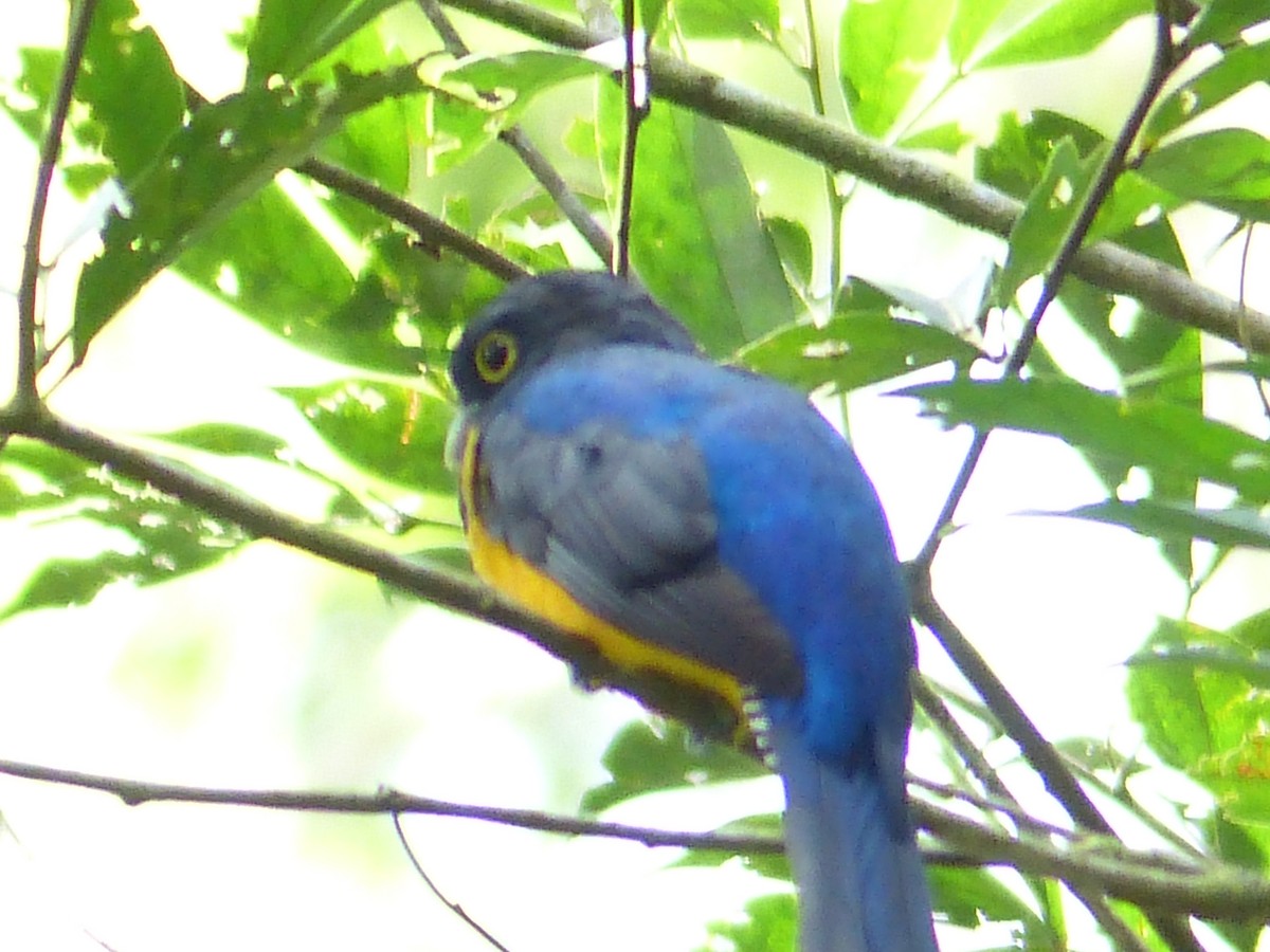 trogon amazonský - ML48362901